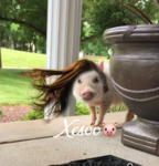 xesoo