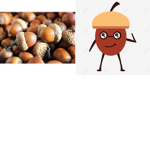 Official acorn club
