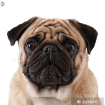 pugs for life :D