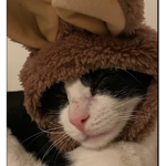 -KITTYS KITTENS-