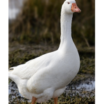 goose castle