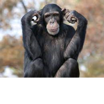LOVELY MONKEYS GROUP