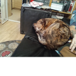 Amy dog