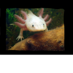 The Axolotl Bowl