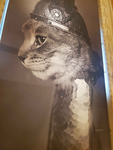 We’re Freaking CATS!