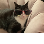 Cats for ever :)