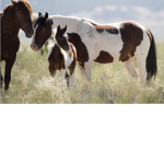 Faloaw Ranch Horse Academy
