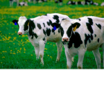 A Cult Of Cows