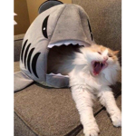 Cat_ group