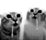 slugshots evil cat group