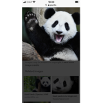 Save the Cute and cool pandas