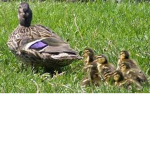 #SavageDuckSquad
