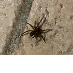 We will help Spiders