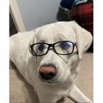 TheBigRomeoDog