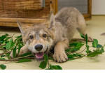 wolf could wander