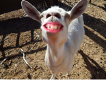 Whatever floats your Goat