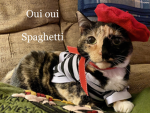 FluffyRoyalCatsArmy