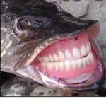 FISHYS UNITE FOREVER