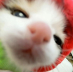 ' pwets