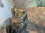Froggy and other animal group