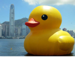 DUCKY SQUAD!!!!!!!!!!!!!!!!!