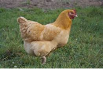 Chicken Pizzeria