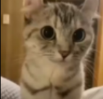 catsclothings