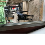 Bubba_cat28273