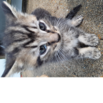 kittens rise