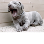 *+Puppiez+*