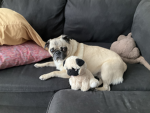 Pug pug gamers