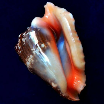 siren