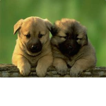 The Animal Association of of Joy