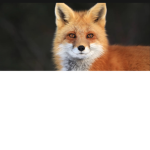 The Wild Foxes group/club