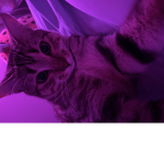 GEORGE THE CAT FAN GROUP :)