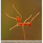 Ants United.