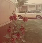 Mil’s vintage group