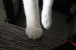 olinki core