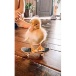 THE MIGHT MIGHT DUCKS