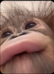 The Monke Squad,