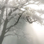 Benighted