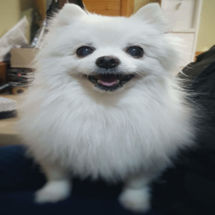 Gabe the Dog Roblox decal