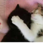 Puppy's and kittys