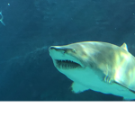 The epic shark club