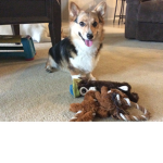 Corgie Fans :D