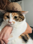 Vesper the cool cat