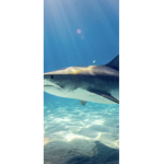 Shark gang for real