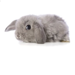 Boris Rabbit