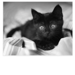 Kitten's World.
