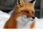 the fox and dragon clan